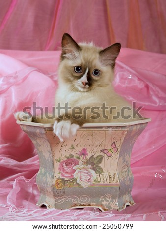 Cute pretty Ragdoll kitten on pink shiny fabric background, sitting in Victorian pot planter