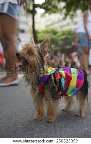 Happy Yorkshire terrier wearing bright rainbow of colors for the Rio Blocao Animal Carnival parade for dogs
