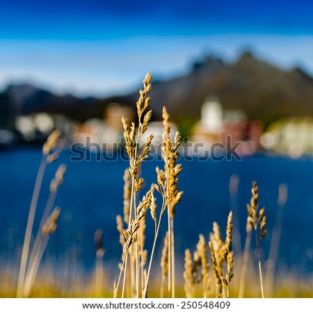 Square vivid vibrant rye bokeh fjord mountain background backdrop