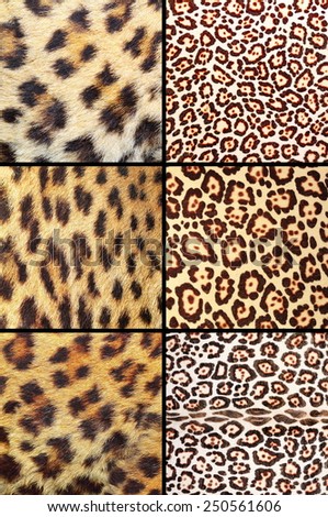 collection of different real leopard pelts, natural background textures