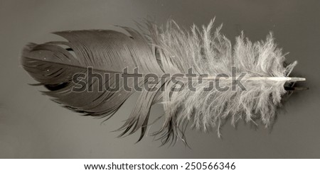 one bird feather