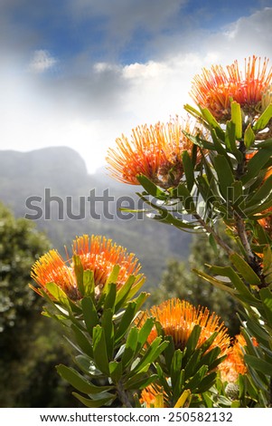 Proteas at the foot of Table Mountain. Royalty-Free Stock Photo #250582132