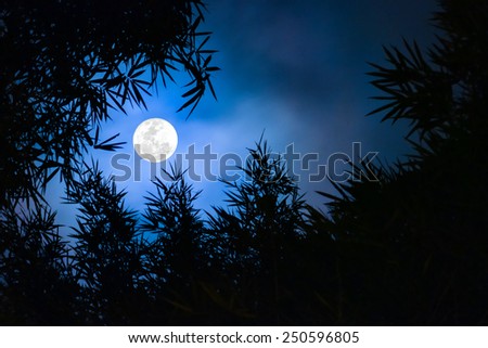 Moon rising among bamboo trees