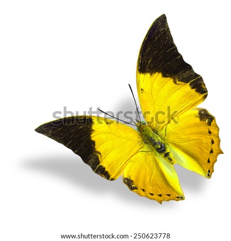 Beautiful flying yellow and black wing tip butterfly (Tawny Rajah) on white background with soft shadow