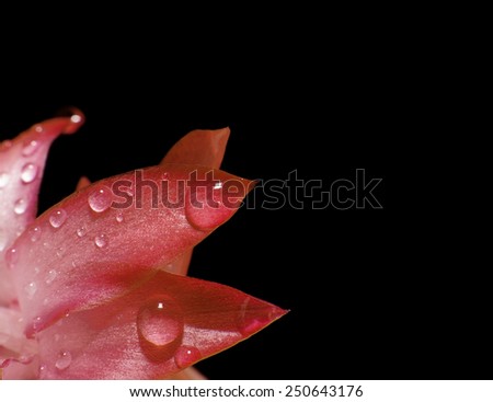 Flower black background  droplet