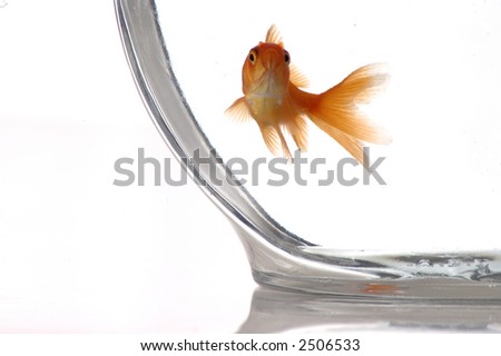 A closeup of a goldfish in a bowl against a white background.