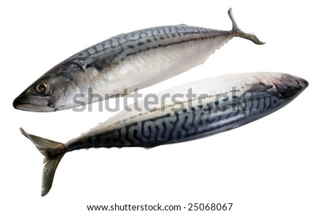 mackerel on white background
