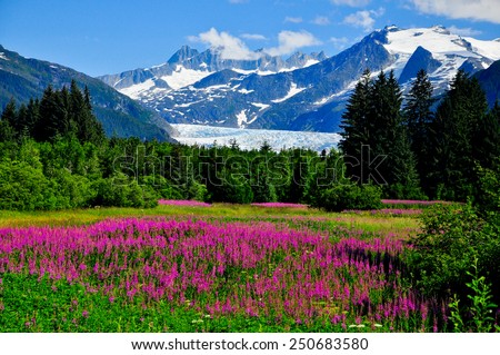 Mendenhall Glacier Viewpoint with Fireweed in bloom Royalty-Free Stock Photo #250683580