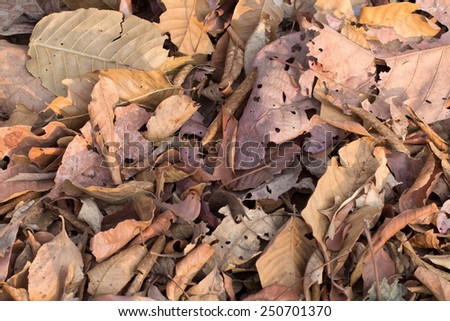 Dry leaves