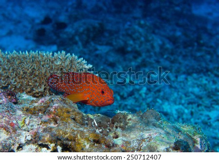 Red Coral Cod, Maldives
