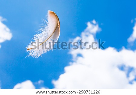 Feather flying in the air