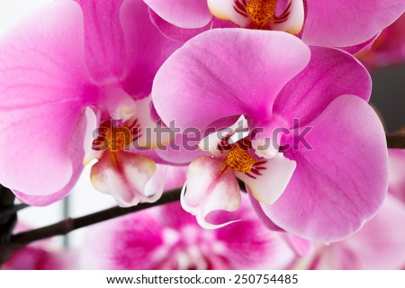 Close-up of beautiful vibrant pink orchid Royalty-Free Stock Photo #250754485
