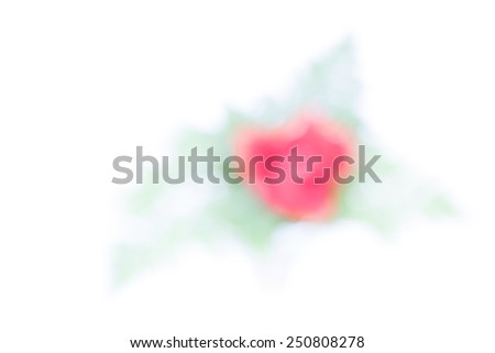 Blurred color red rose.