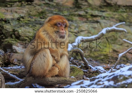 Barbary macaque in the snowy scenery