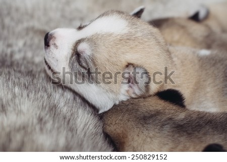 Newborn puppies Siberian Husky. Meals mother's milk.
