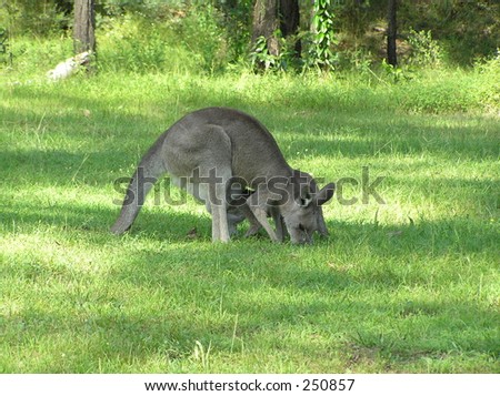Grazing kangaroo