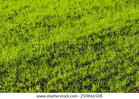 green agricultural field at springtime