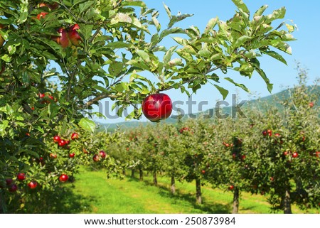 apple orchard, ripe fruits hanging on branch Royalty-Free Stock Photo #250873984