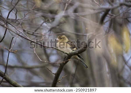 Chaffinch (Female) spotted in woodland in London, UK 
