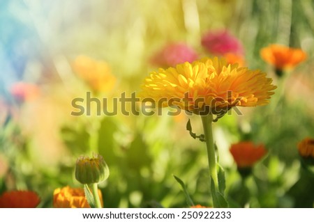 yellow flowers of calendula  in the countryside