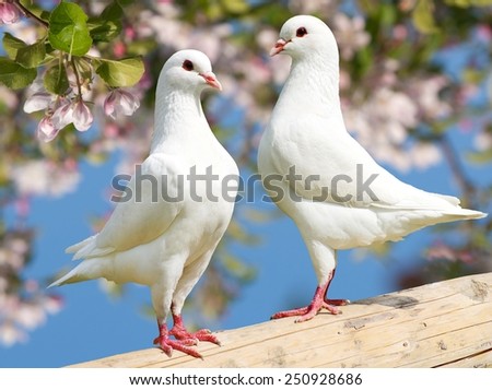 two white pigeon on flowering background - imperial pigeon - ducula Royalty-Free Stock Photo #250928686