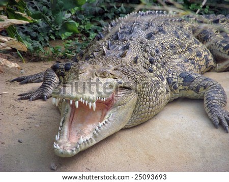 salt water crocodile Royalty-Free Stock Photo #25093693