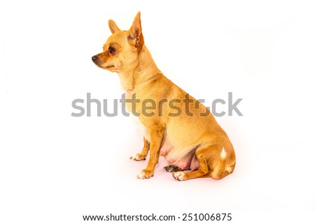 Chihuahua pregnancy