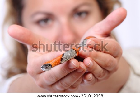 picture of a false coral snake on a human hands