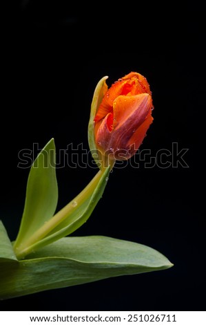 beautiful orange tulip on black background