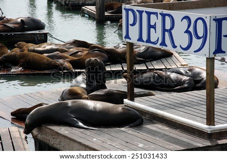 Sea lions at Pier 39 Royalty-Free Stock Photo #251031433