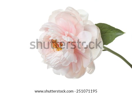delicate pale pink peony flower isolated on white background