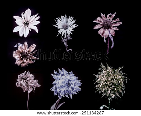 Seven sample of dark flower, stylized, sepia.  Black background 