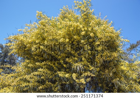 Yellow acacia. Tree. Casablanca, Morocco