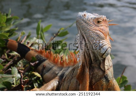 Sunbathing Iguana