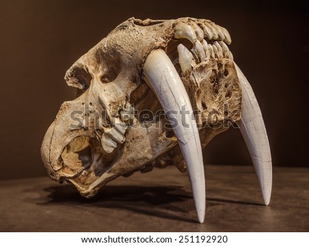 Saber tooth tiger skull, with long white front teeth. Royalty-Free Stock Photo #251192920