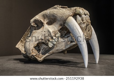 Saber tooth tiger skull. with long white front teeth. Royalty-Free Stock Photo #251192938