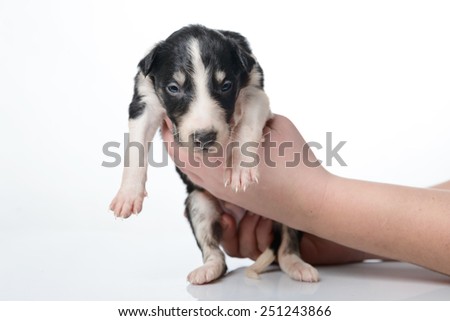 Portrait of cute little russian borzoi puppy isolated on white background 