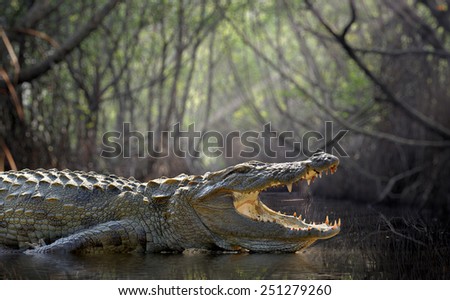Large crocodile, National Park, Sri Lanka  Royalty-Free Stock Photo #251279260