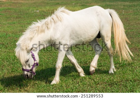 A beautiful white horse feeding in a green pasture.