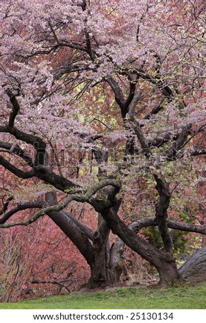 Cherry Tree (Prunus sargentii) with fresh pink flowers in Spring in New York's Central Park.