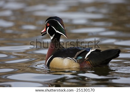 Wood Duck (Aix sponsa), male in perfect breeding plumage swimming on the Harlem Meer in New York's Central Park.