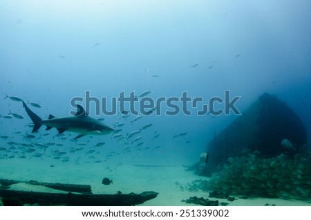 Bull Shark (Carcharhinus leucas). reefs of the Sea of Cortez, Pacific ocean. Cabo Pulmo, Baja California Sur, Mexico. Cousteau named it The world's aquarium.