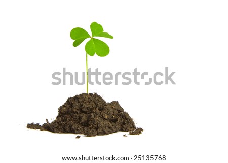 A single clover buried in a clump of soil. Perfect for use with St. Patrick's Day or Luck themes