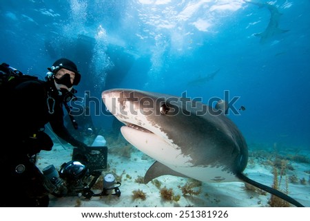 Tiger shark and underwater photographer