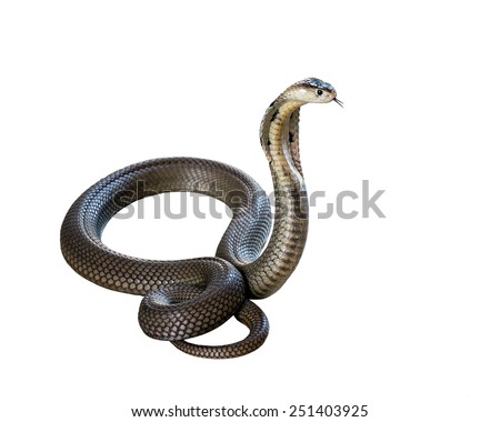 Cobra isolate on white background