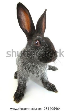 gray  rabbit on a white background