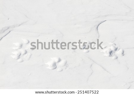 Wolf footprints in the snow. Canis lupus.