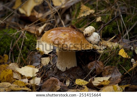 Edible mushrooms in the autumn forest, Russia