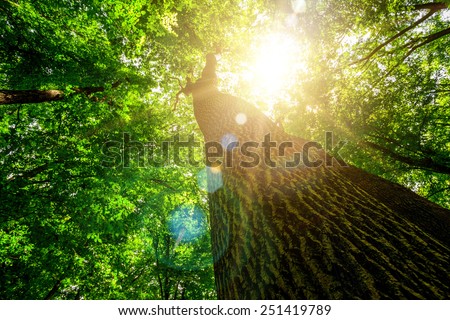 forest trees. nature green wood, sunlight backgrounds. Royalty-Free Stock Photo #251419789