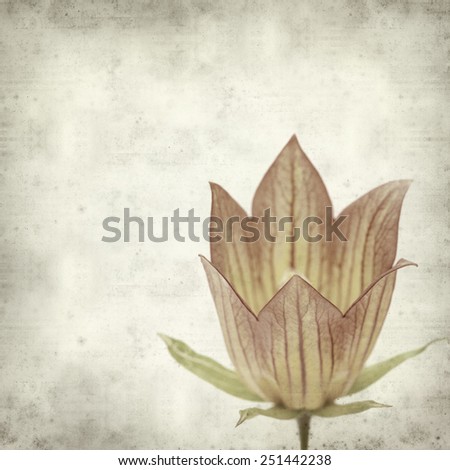 textured old paper background with canarian bellflower
